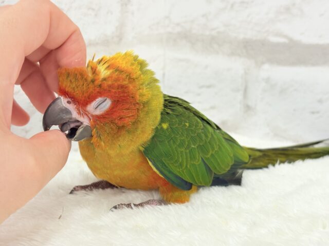 コガネメキシコインコ