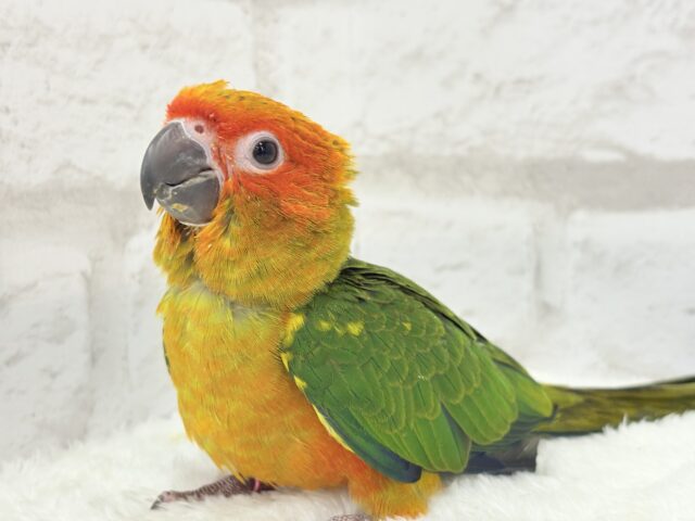 コガネメキシコインコ