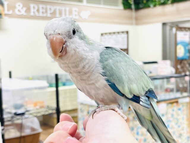 オキナインコ
