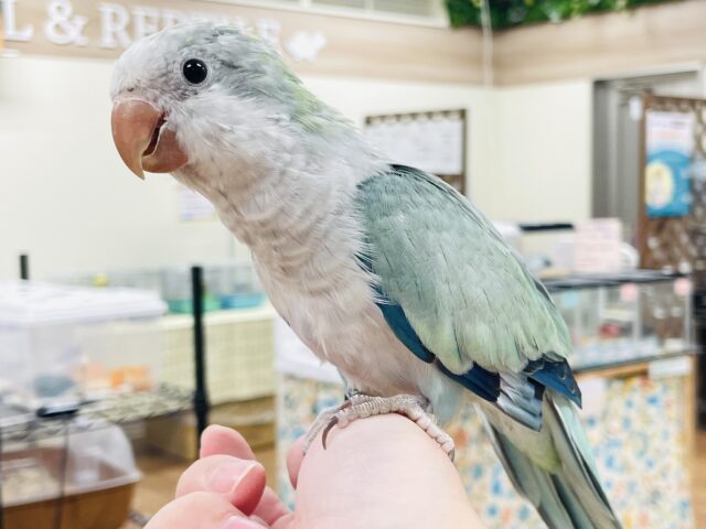 オキナインコ