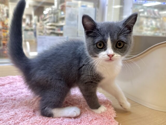 スコティッシュフォールド