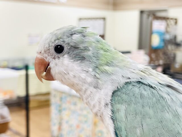 オキナインコ