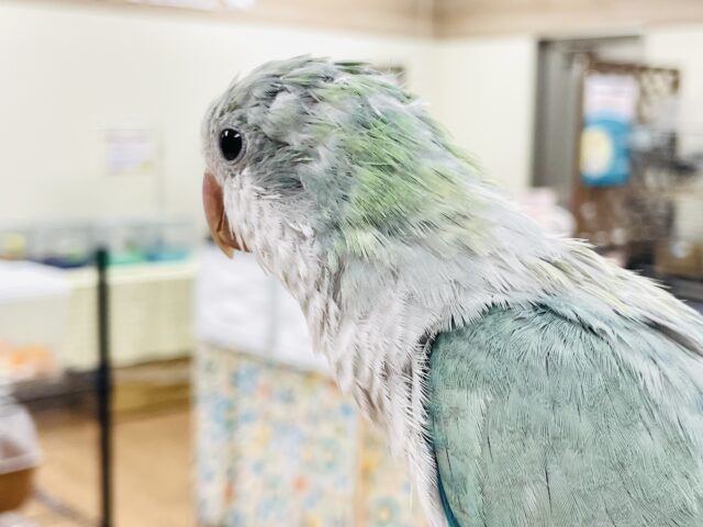 オキナインコ