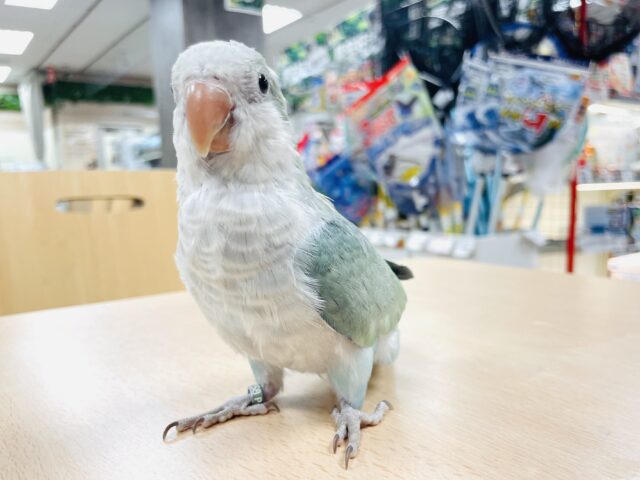 オキナインコ