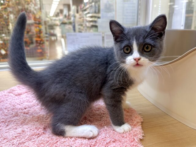 スコティッシュフォールド