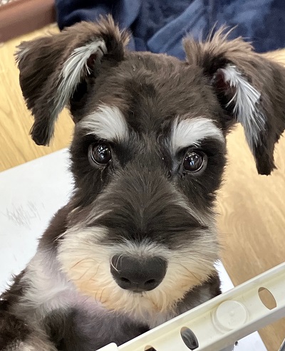 最新画像🆙眉毛がステキ☆ミニチュアシュナウザー入舎しました💖