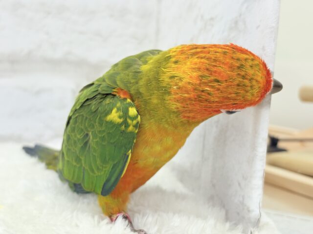コガネメキシコインコ