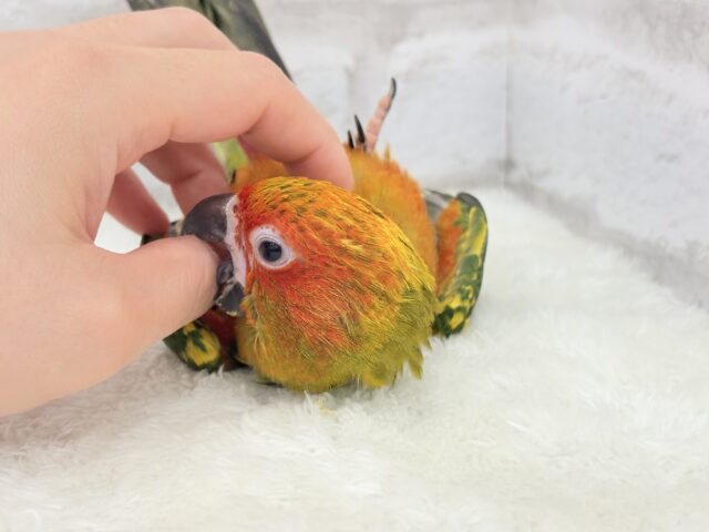 コガネメキシコインコ