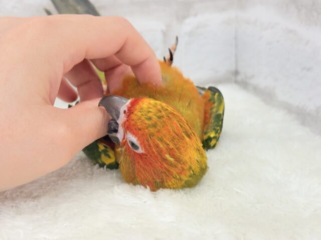 コガネメキシコインコ
