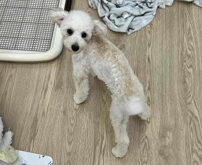 トイプードル