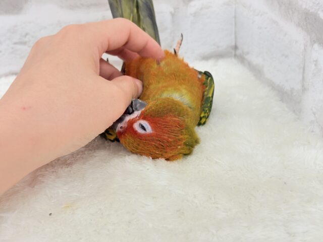 コガネメキシコインコ