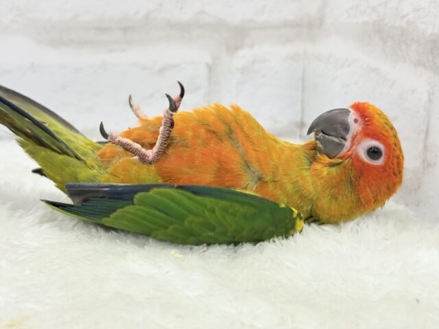 コガネメキシコインコ