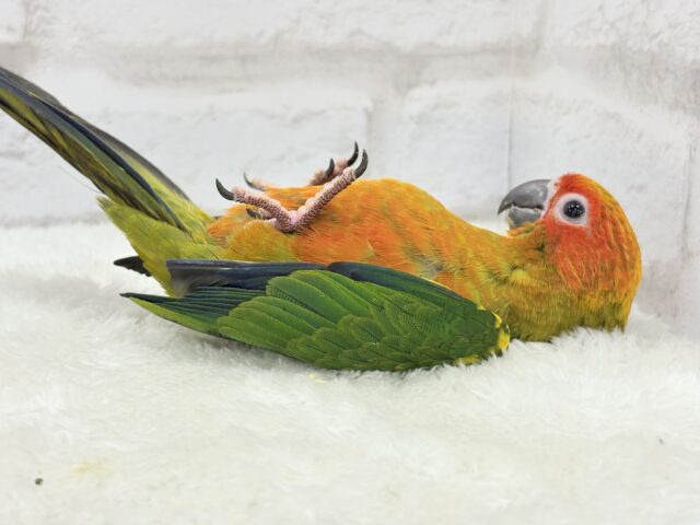 コガネメキシコインコ