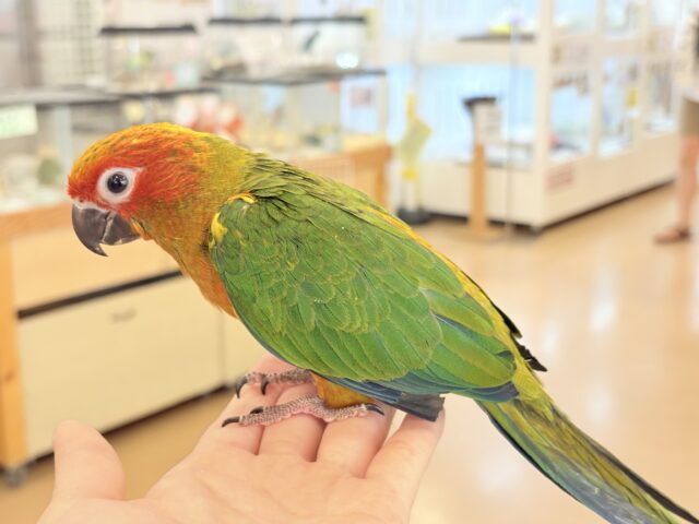 コガネメキシコインコ