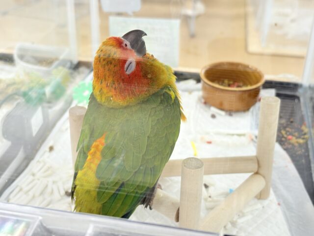 コガネメキシコインコ