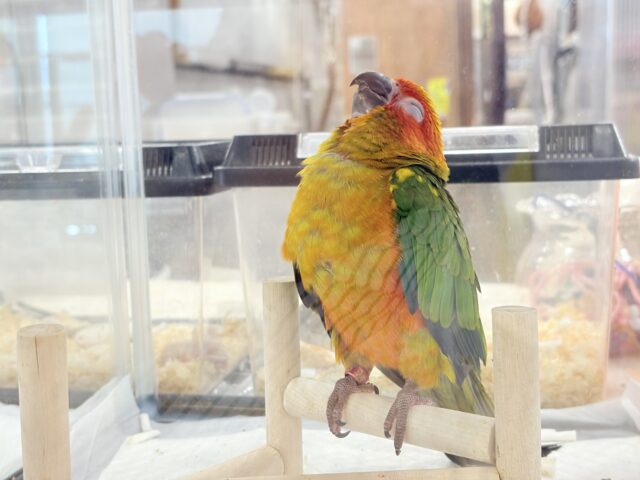 コガネメキシコインコ