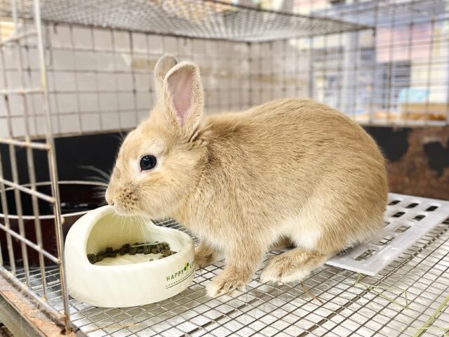 ライオンラビット