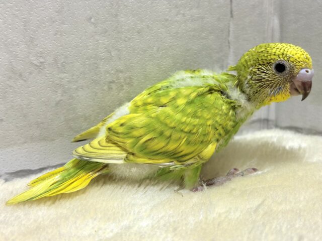 セキセイインコ