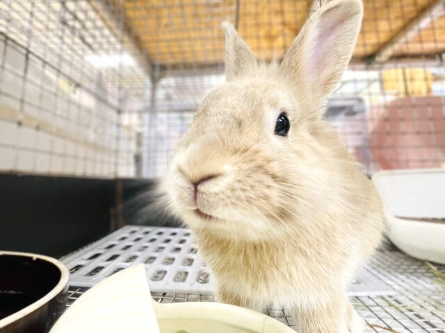 ライオンラビット