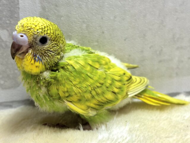 セキセイインコ