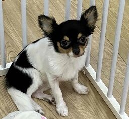 画像更新🆙ぴょんぴょん跳ねるよ！パーティーカラーのチワワさん入舎！