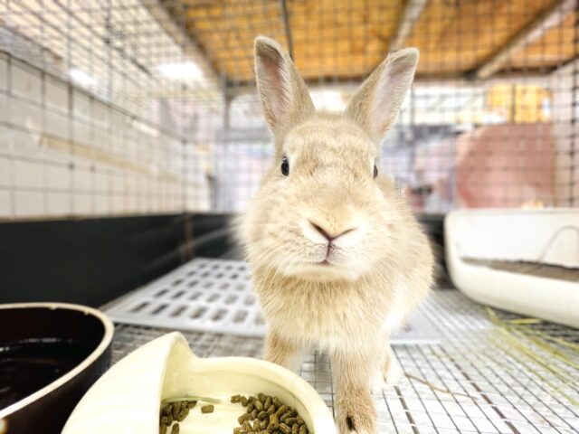 ライオンラビット