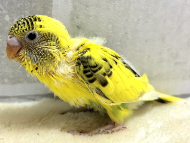 セキセイインコ