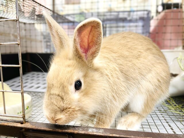 ライオンラビット