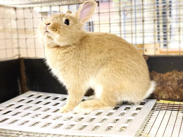 ライオンラビット