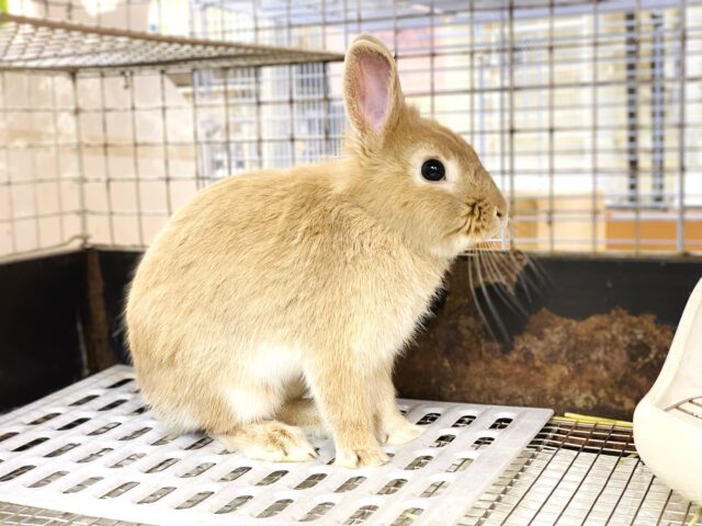 ライオンラビット