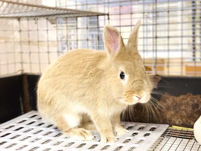 ライオンラビット