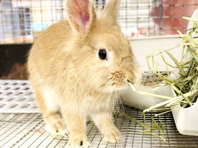 ライオンラビット