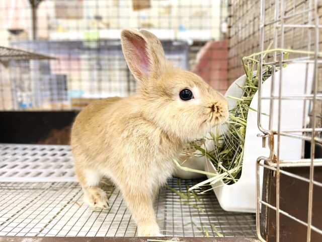 ライオンラビット