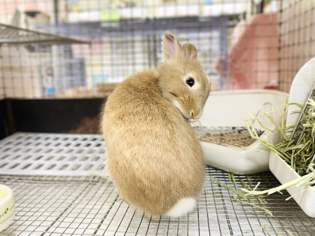 ライオンラビット