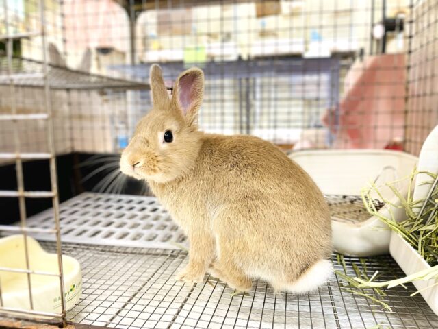 ライオンラビット