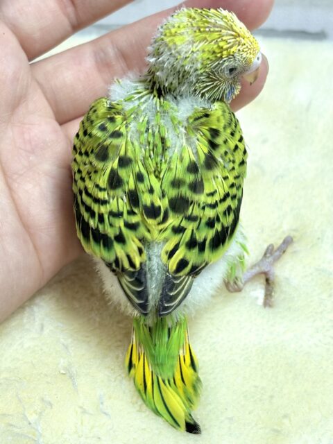 セキセイインコ