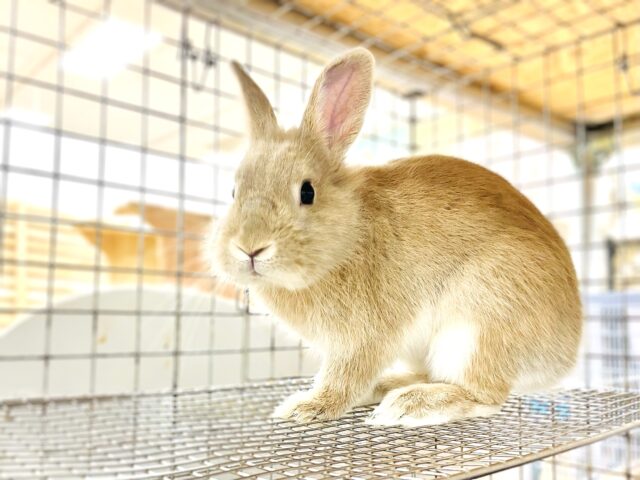 【最新画像】キュートすぎるライオンラビットくん❣️男の子(オレンジ)