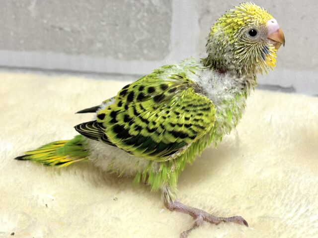 セキセイインコ