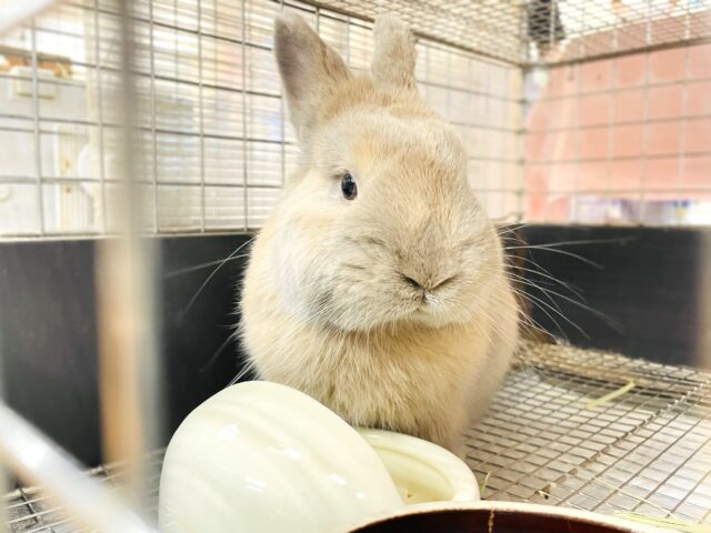 ネザーランドドワーフ