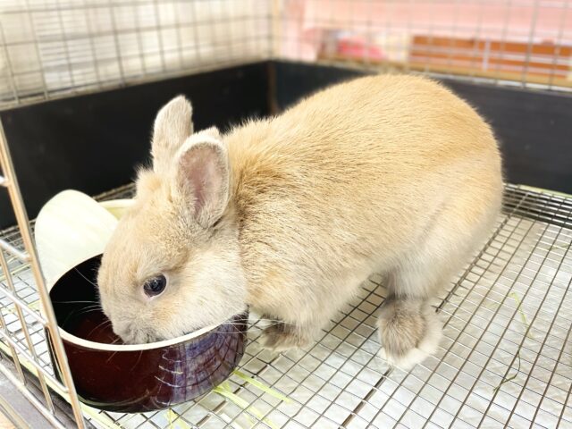 ネザーランドドワーフ