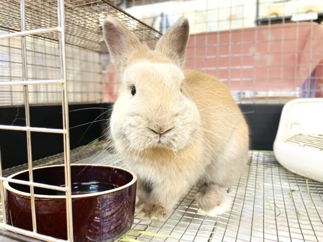 ネザーランドドワーフ