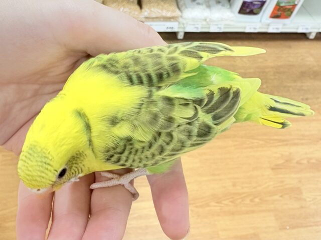 セキセイインコ