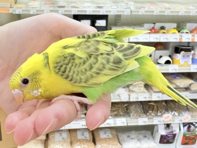 セキセイインコ
