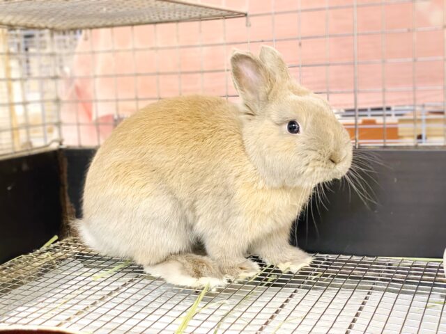 ネザーランドドワーフ