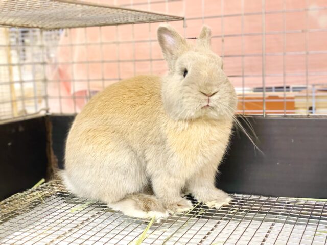 ネザーランドドワーフ