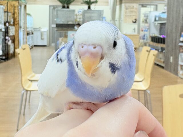 【最新画像更新🪄︎︎💫】青色、白色の爽やかカラー🦋🌧セキセイインコ(パイド)(ヒナ)