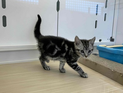 アメリカンショートヘア