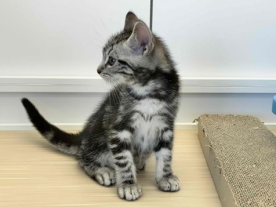 アメリカンショートヘア