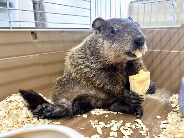 ウッドチャック