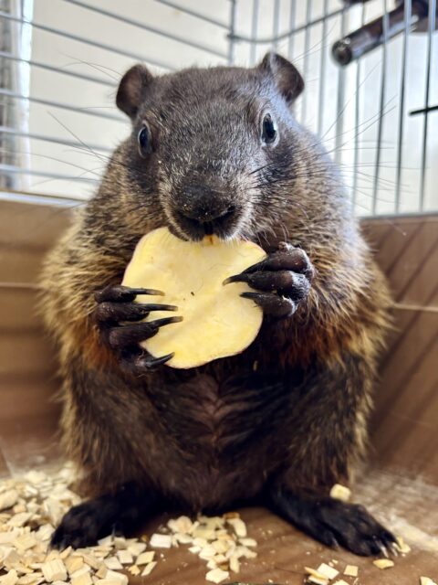 ウッドチャック